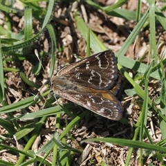Synemon plana at Curtin, ACT - 12 Dec 2024 11:31 AM
