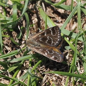 Synemon plana at Curtin, ACT - 12 Dec 2024 11:31 AM