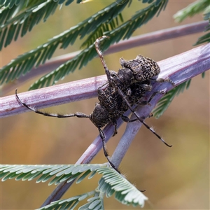 Ancita australis (Longicorn or longhorn beetle) at Kambah, ACT by DPRees125