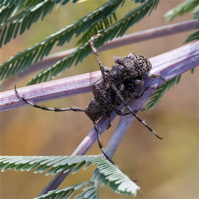 Ancita australis (Longicorn or longhorn beetle) at Kambah, ACT - 28 Dec 2024 by DPRees125