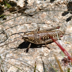 Monistria concinna (Southern Pyrgomorph) at Thredbo, NSW - 28 Dec 2024 by regeraghty