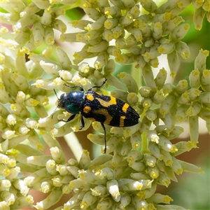 Castiarina flavopicta (Flavopicta jewel beetle) at Paddys River, ACT by DPRees125