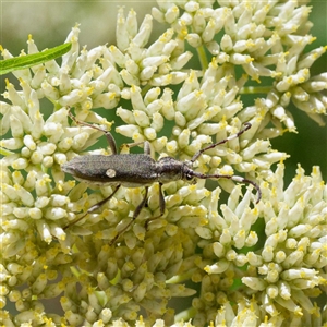 Pempsamacra pygmaea (Longhorn beetle) at Paddys River, ACT by DPRees125