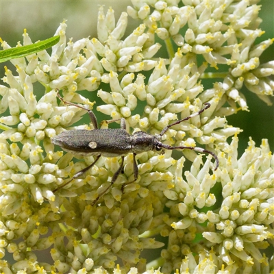 Pempsamacra pygmaea (Longhorn beetle) at Paddys River, ACT - 28 Dec 2024 by DPRees125