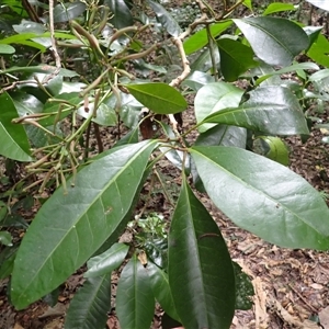 Pisonia umbellifera at Jamberoo, NSW - 29 Dec 2024