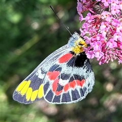 Delias harpalyce (Imperial Jezebel) at Braidwood, NSW - 29 Dec 2024 by stellabellaxx