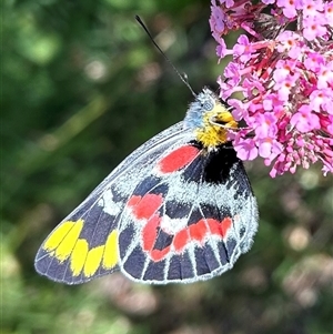 Delias harpalyce at Braidwood, NSW - 29 Dec 2024