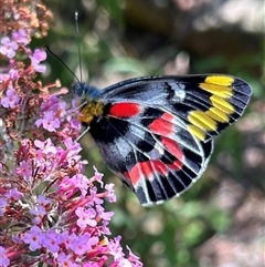 Delias harpalyce at Braidwood, NSW - 29 Dec 2024