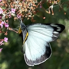 Delias harpalyce at Braidwood, NSW - 29 Dec 2024