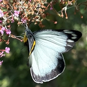 Delias harpalyce at Braidwood, NSW - 29 Dec 2024