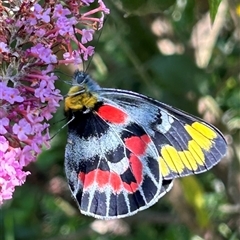 Delias harpalyce at Braidwood, NSW - 29 Dec 2024