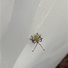 Unidentified True bug (Hemiptera, Heteroptera) at Tamborine Mountain, QLD - 28 Dec 2024 by JimL