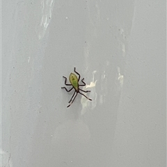 Amorbus obscuricornis at Tamborine Mountain, QLD - 29 Dec 2024 08:30 AM