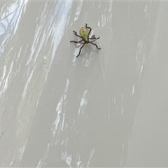 Amorbus obscuricornis at Tamborine Mountain, QLD - 29 Dec 2024 08:30 AM