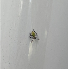 Amorbus obscuricornis at Tamborine Mountain, QLD - 29 Dec 2024 08:30 AM