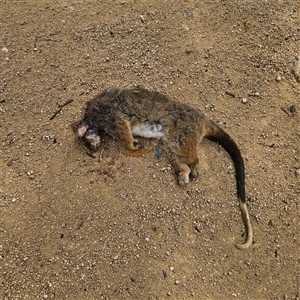 Pseudocheirus peregrinus (Common Ringtail Possum) at Mongarlowe, NSW by MatthewFrawley