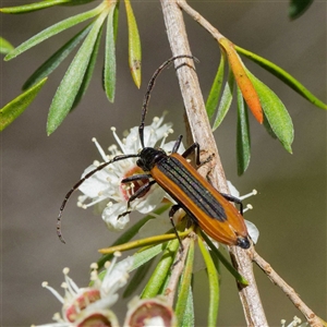 Stenoderus suturalis at Kambah, ACT - 28 Dec 2024 11:18 AM