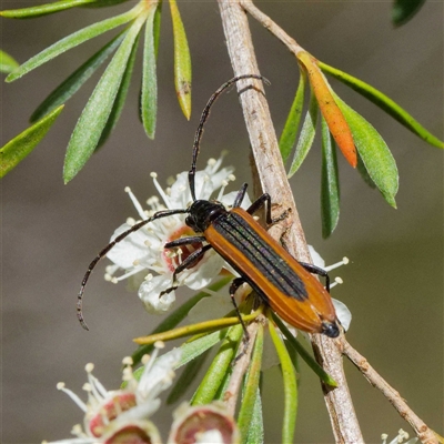 Stenoderus suturalis (Stinking Longhorn) at Kambah, ACT - 28 Dec 2024 by DPRees125