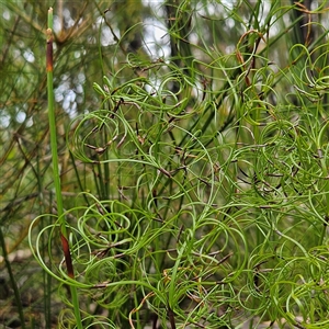 Caustis flexuosa (Curly Wigs) at Budawang, NSW by MatthewFrawley