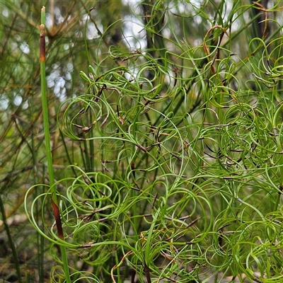 Caustis flexuosa (Curly Wigs) at Budawang, NSW - 29 Dec 2024 by MatthewFrawley