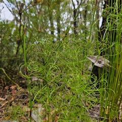 Caustis flexuosa at Budawang, NSW - 29 Dec 2024