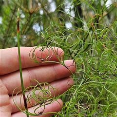 Caustis flexuosa at Budawang, NSW - 29 Dec 2024