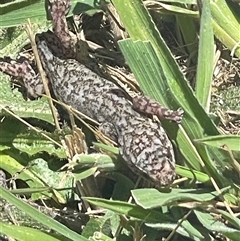 Christinus marmoratus (Southern Marbled Gecko) at Bywong, NSW - 29 Dec 2024 by Tedthebug