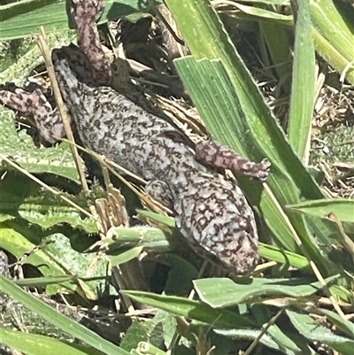 Christinus marmoratus (Southern Marbled Gecko) at Bywong, NSW - 29 Dec 2024 by Tedthebug