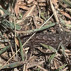 Christinus marmoratus at Bywong, NSW - 29 Dec 2024 12:28 PM