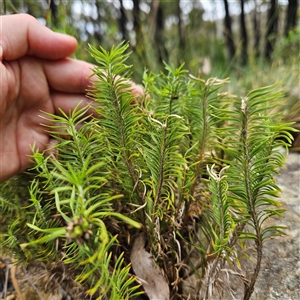 Lomandra obliqua at Budawang, NSW - 29 Dec 2024