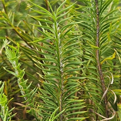 Lomandra obliqua at Budawang, NSW - 29 Dec 2024