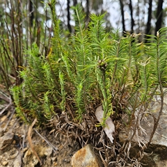 Lomandra obliqua at Budawang, NSW - 29 Dec 2024