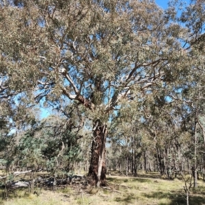 Eucalyptus melliodora at Forde, ACT - 28 Dec 2024