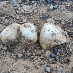 Pisolithus sp. at Murrumbateman, NSW - suppressed