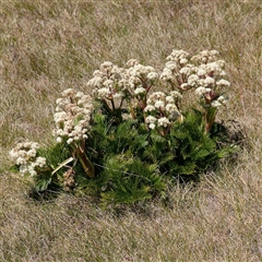 Aciphylla glacialis (Mountain Celery) at Thredbo, NSW - 28 Dec 2024 by regeraghty