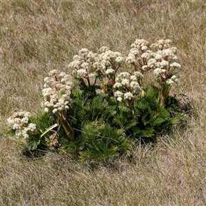 Aciphylla glacialis (Mountain Celery) at Thredbo, NSW by regeraghty