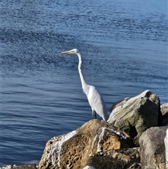 Ardea alba at Evans Head, NSW - 29 Dec 2024 by AaronClausen