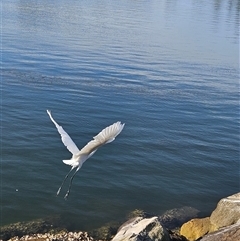 Ardea alba at Evans Head, NSW - 29 Dec 2024