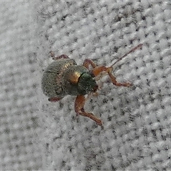 Edusella sp. (genus) at Borough, NSW - suppressed