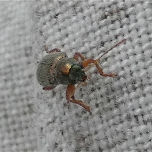 Edusella sp. (genus) at Borough, NSW - suppressed