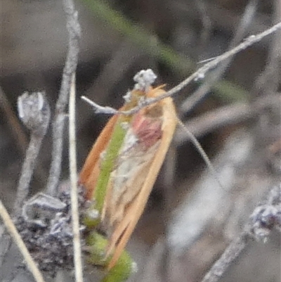 Eochrois dejunctella (A Concealer moth (Wingia Group)) at Borough, NSW - 28 Dec 2024 by Paul4K