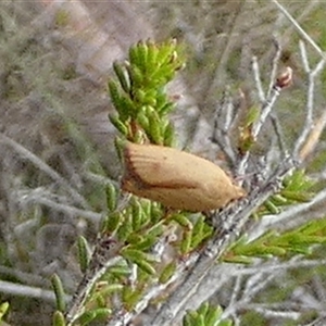 Eochrois dejunctella at Borough, NSW - suppressed