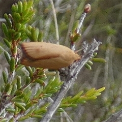 Eochrois dejunctella at Borough, NSW - suppressed