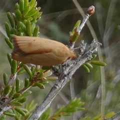 Eochrois dejunctella at Borough, NSW - suppressed