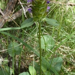 Prunella vulgaris (Self-heal, Heal All) at Borough, NSW - 28 Dec 2024 by Paul4K