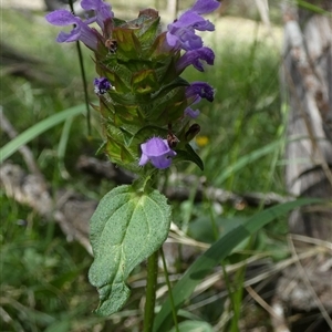 Prunella vulgaris at Borough, NSW - suppressed