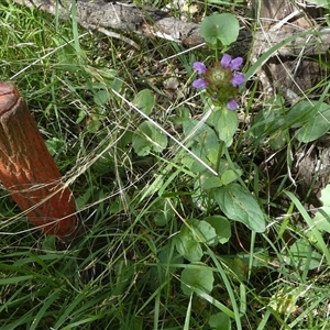 Prunella vulgaris at Borough, NSW - suppressed