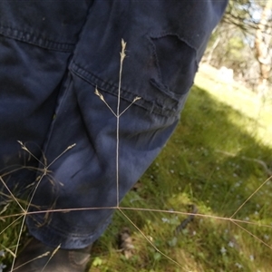 Lachnagrostis filiformis at Borough, NSW - suppressed