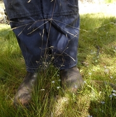 Lachnagrostis filiformis at Borough, NSW - suppressed