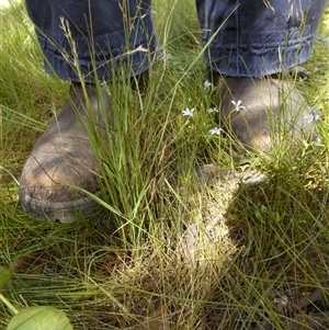 Lachnagrostis filiformis at Borough, NSW - suppressed